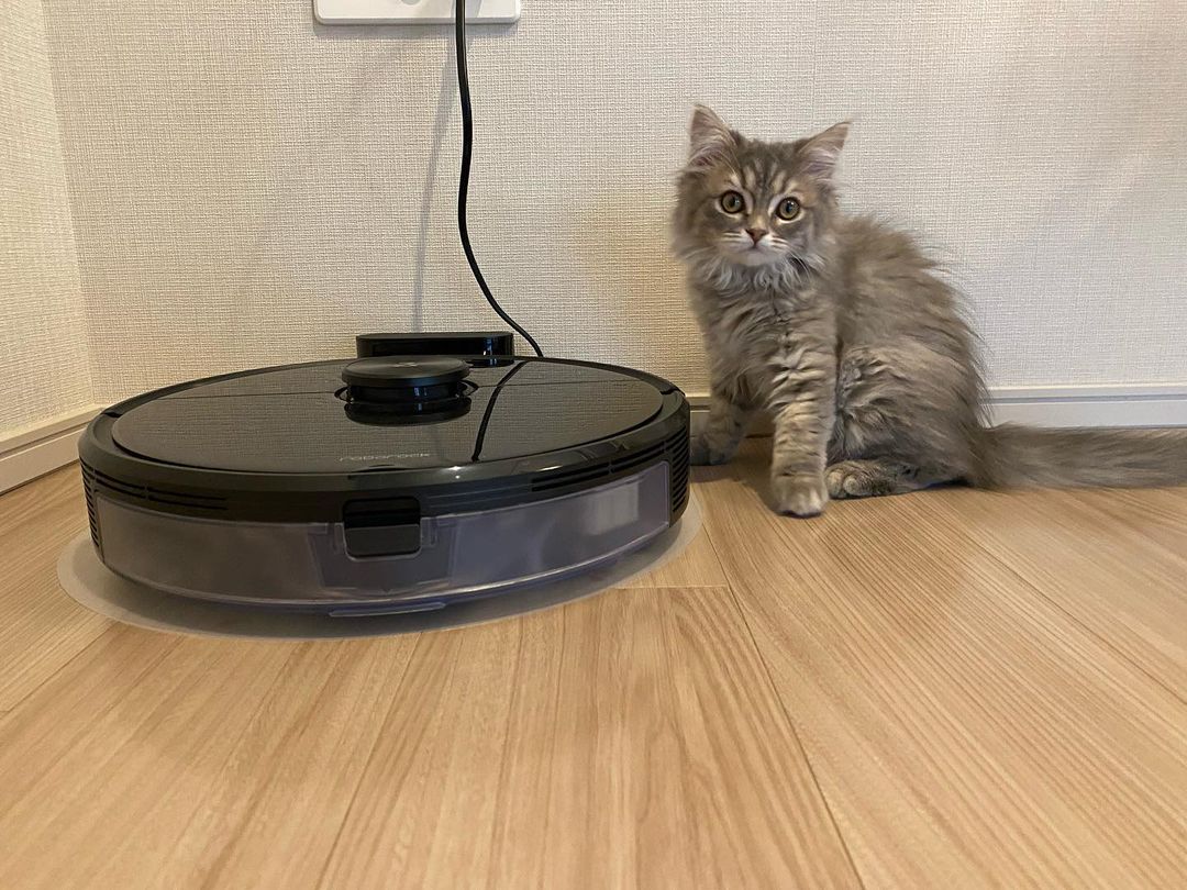 お掃除ロボットと仲良くなれるかな🐱？