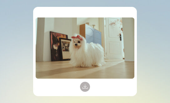 Photos de vos animaux